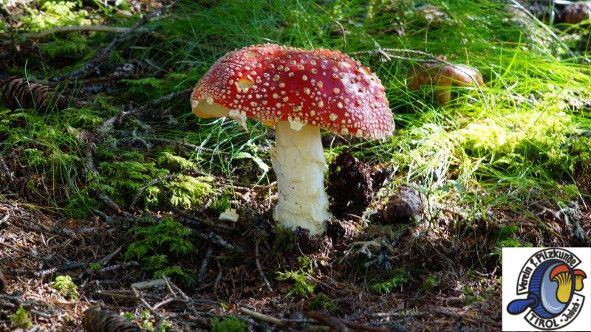 Fliegenpilz im Wald