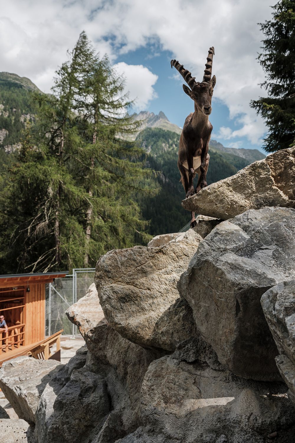 EIn Steinbock steht auf einem Felsblock im Gehege des Steinbockzentrums