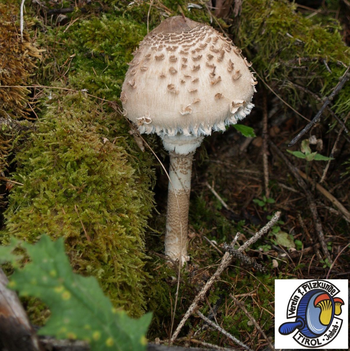 Ein Parasol Pilz auf Moosboden