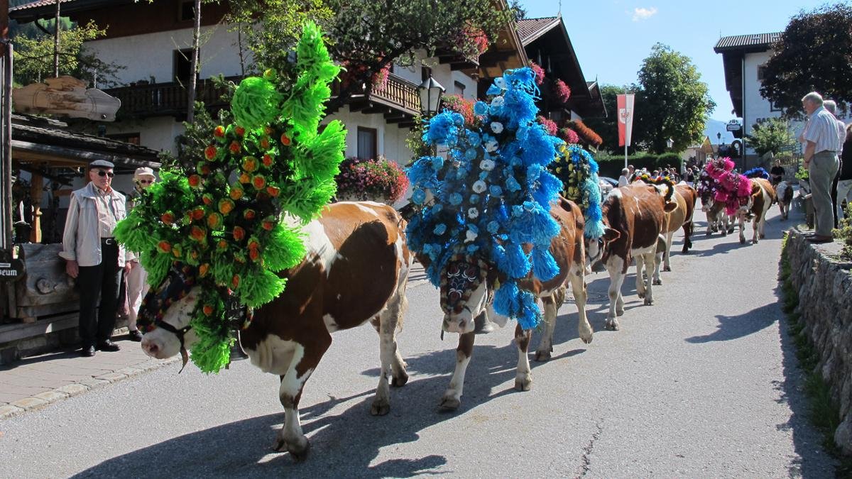 Der traditionelle Almabtrieb in Auffach zählt zu den schönsten in Tirol. 500 geschmückte – „aufbischte“ wie die Wildschönauer sagen – Tiere werden jedes Jahr Mitte September von der Alm ins Tal getrieben, ihre Rückkehr wird mit einem großen Almfest auf dem Parkplatz der Schatzbergbahn gefeiert., © Wildschönau Tourismus