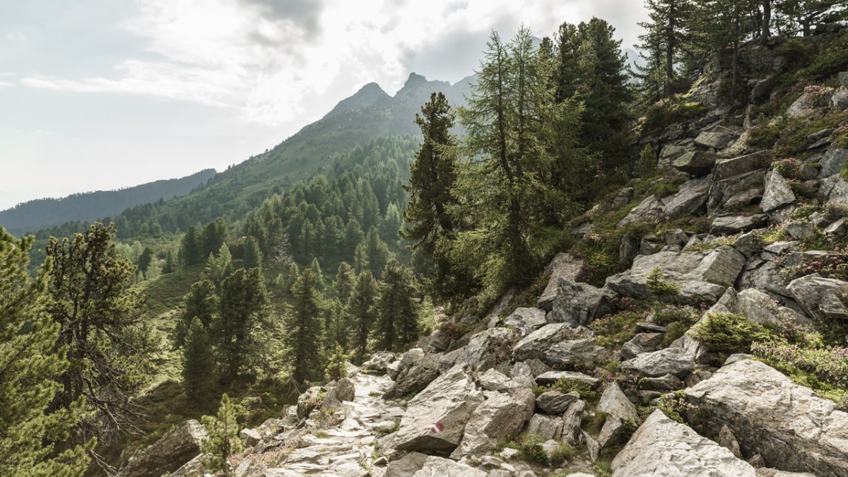 Borovice na stezce Zirbenweg